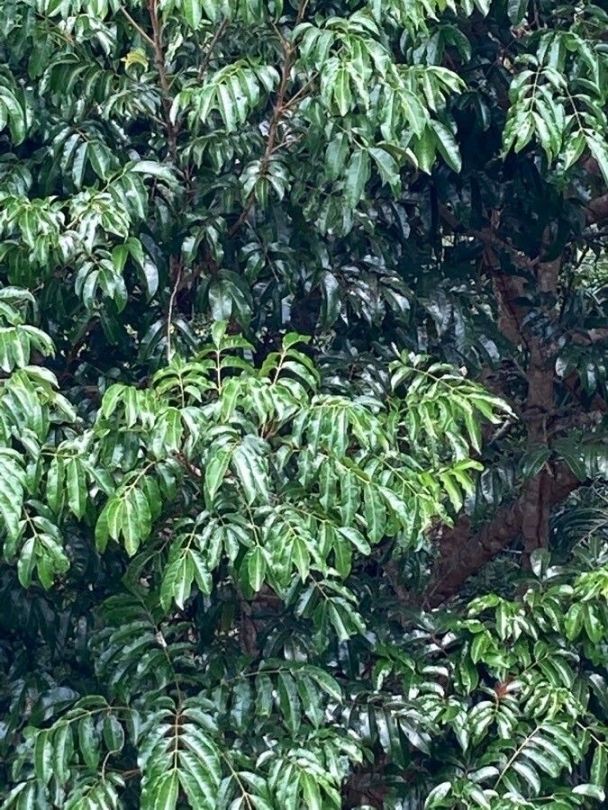 Elattostachys apetala — houseplant care guide