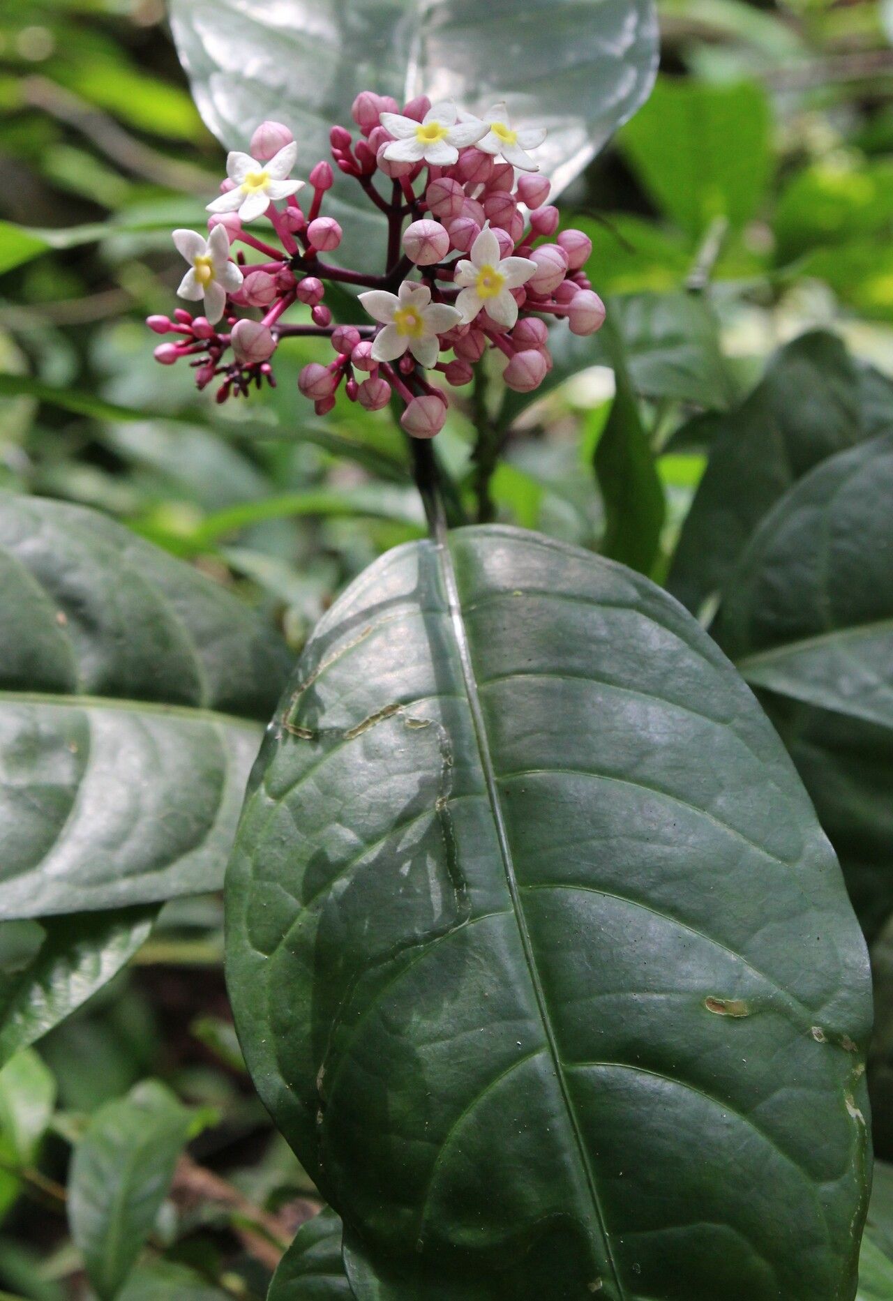 Chassalia zenkeri flower