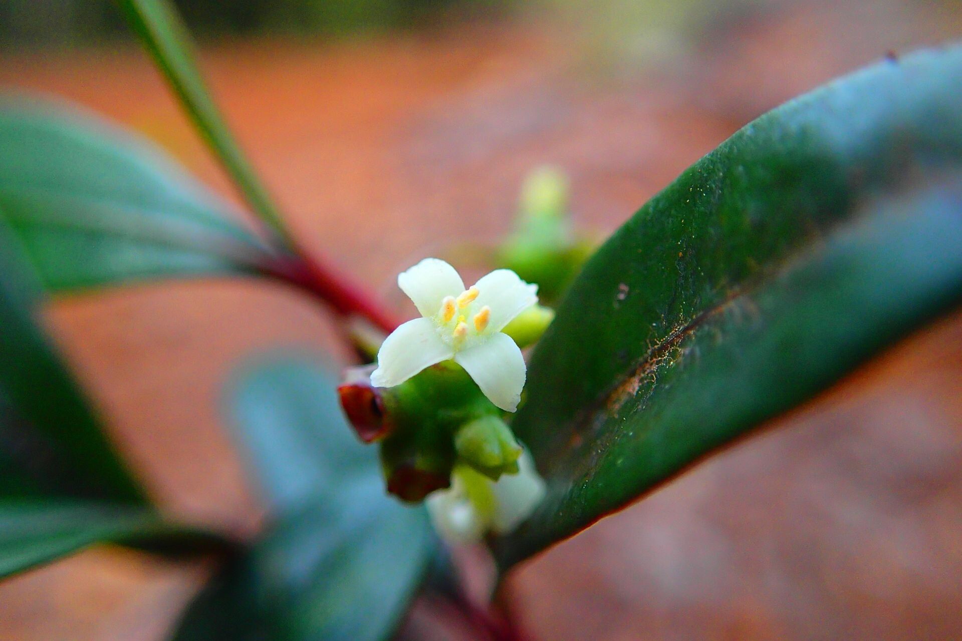Gynochthodes collina — related species from the same genus