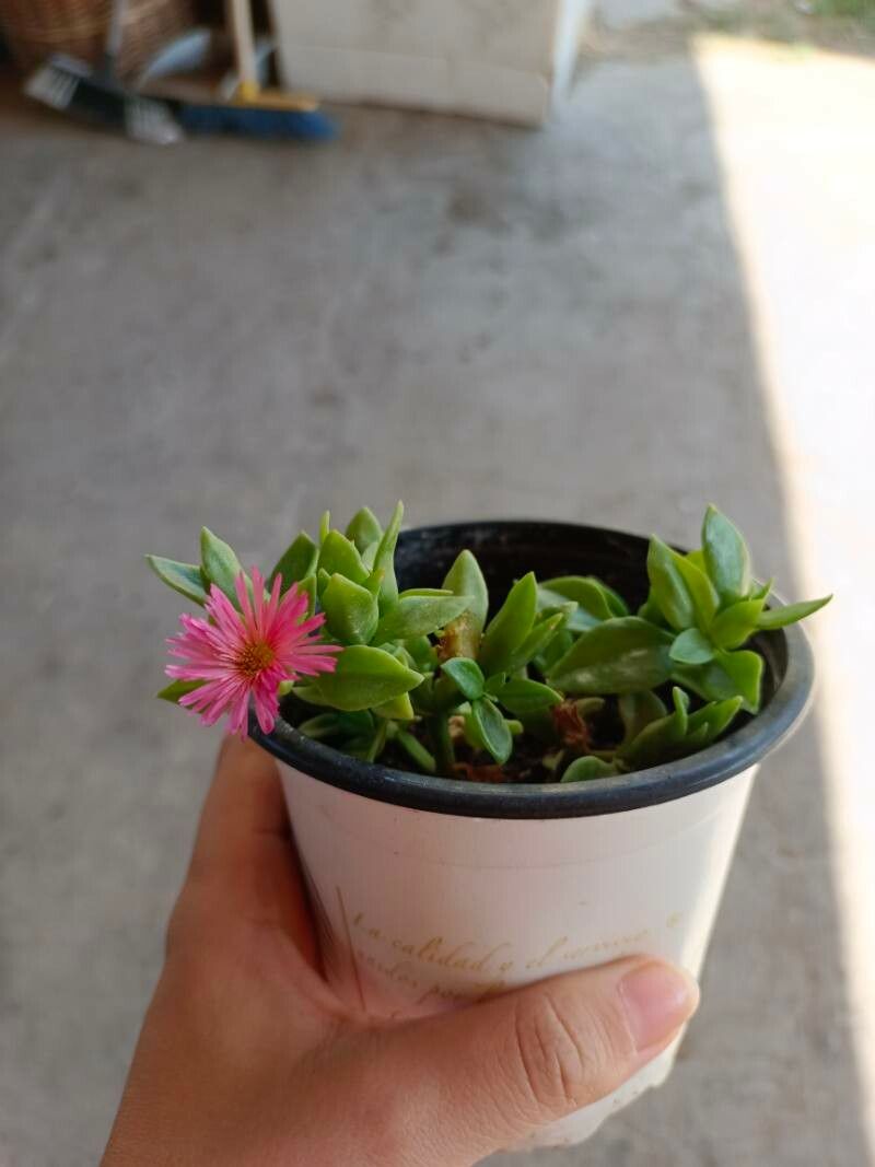 Aptenia cordifolia x Aptenia haeckeliana flower