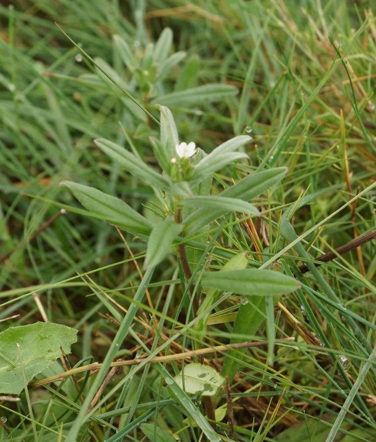 Amsinckia micrantha — related species from the same genus