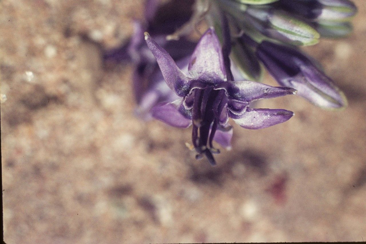 Triteleiopsis palmeri — houseplant care guide