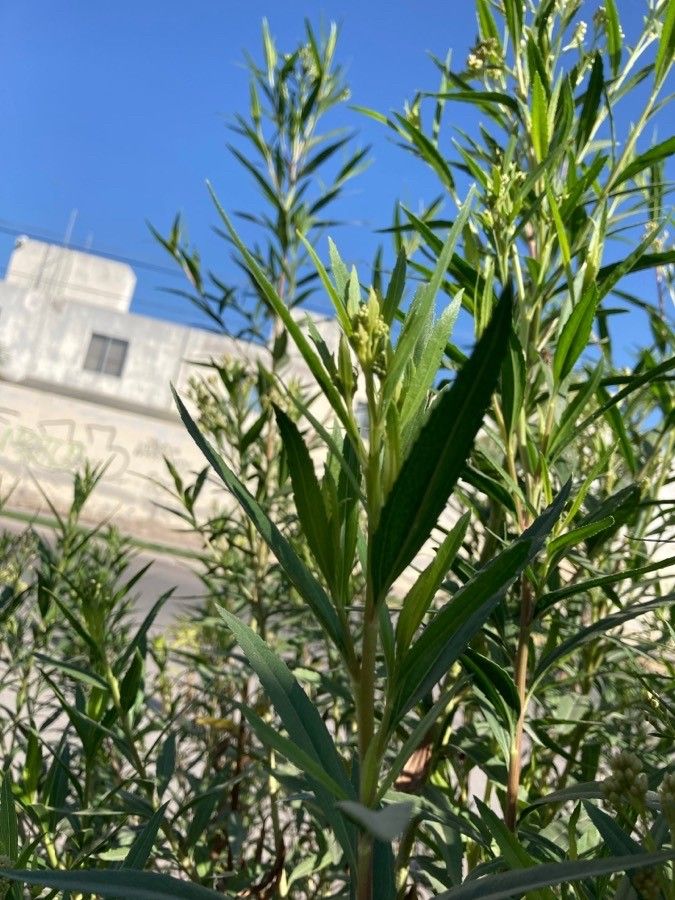 Baccharis salicifolia leaf