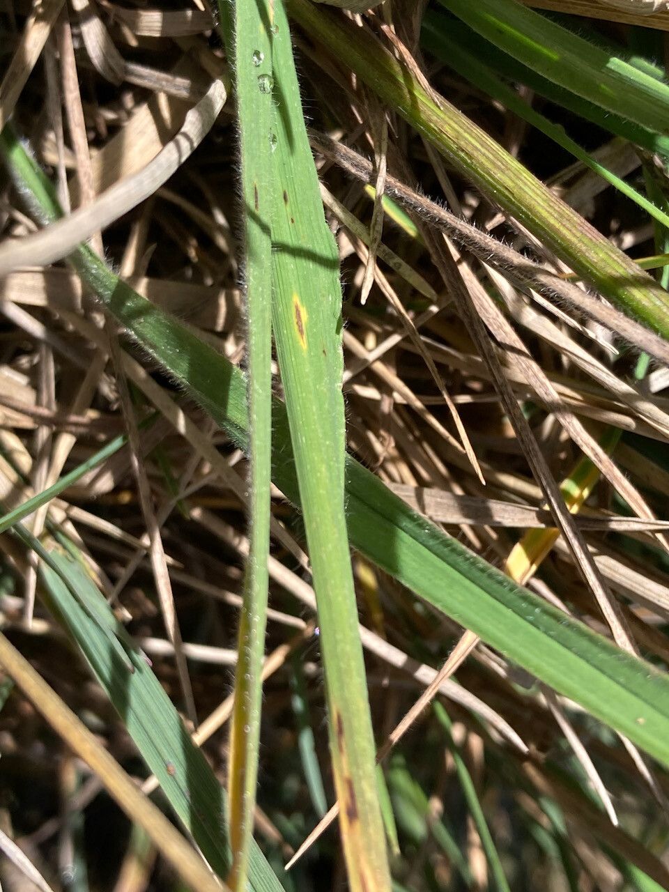 Bromus lanatus — search result for 'Bromus'