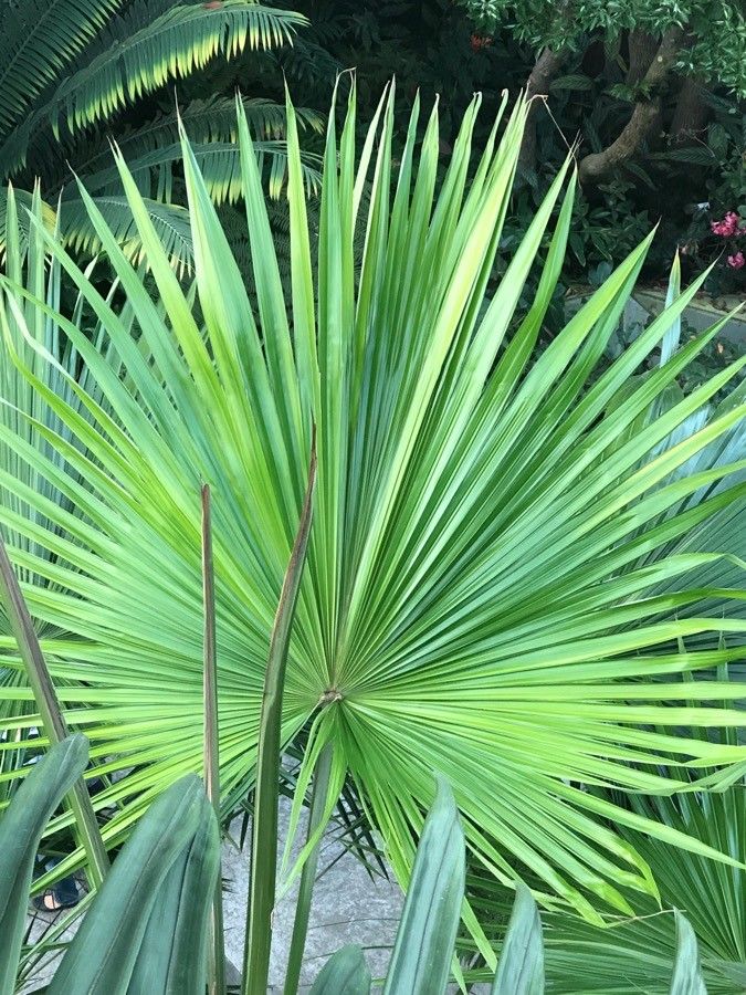 Livistona speciosa leaf