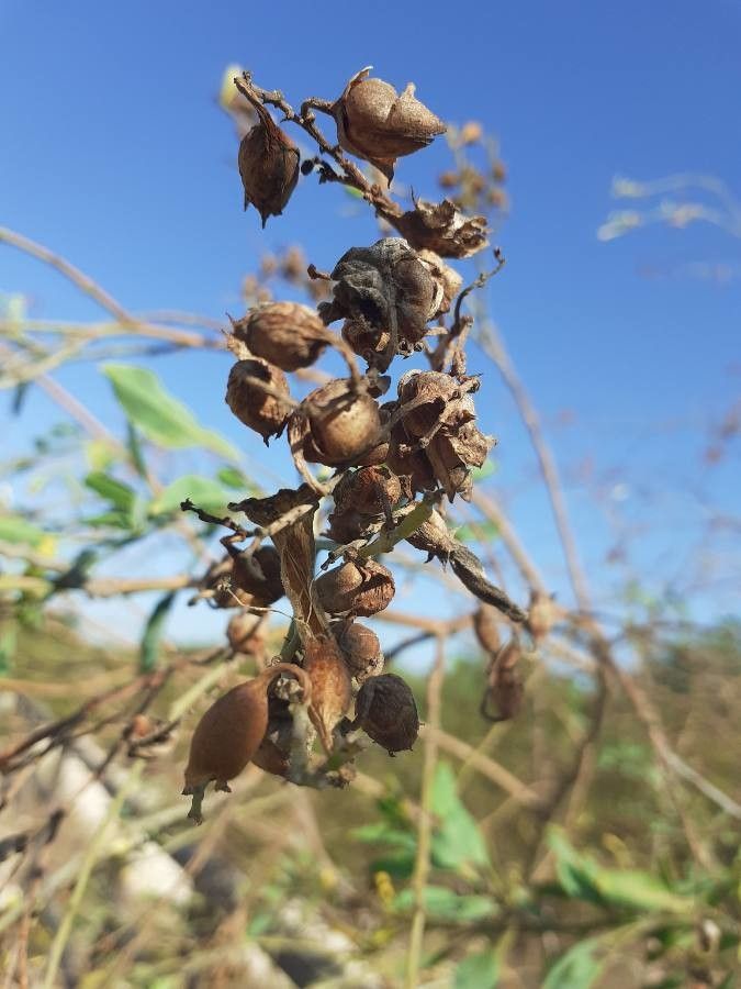 Nicotiana glauca fruit