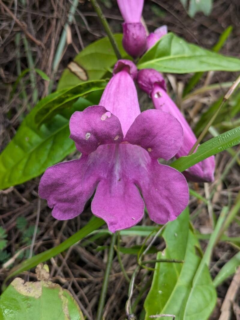 Mansoa standleyi — related species from the same genus
