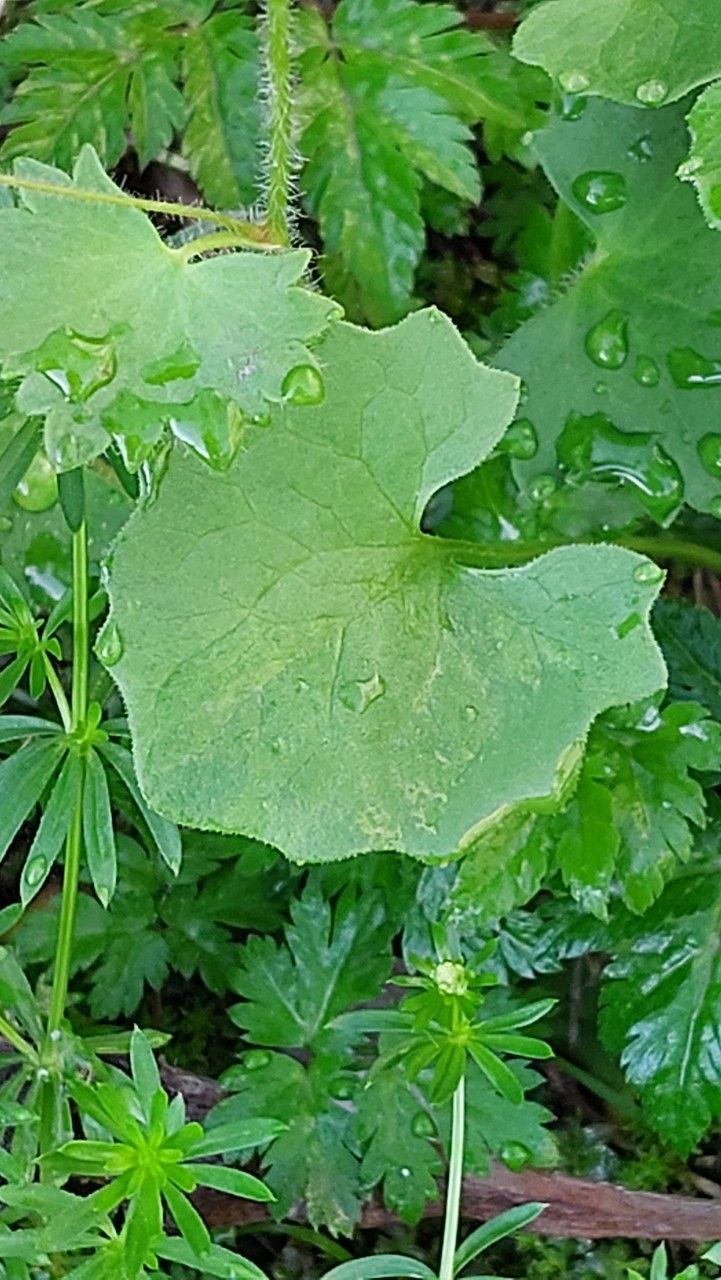 Saxifraga rotundifolia leaf