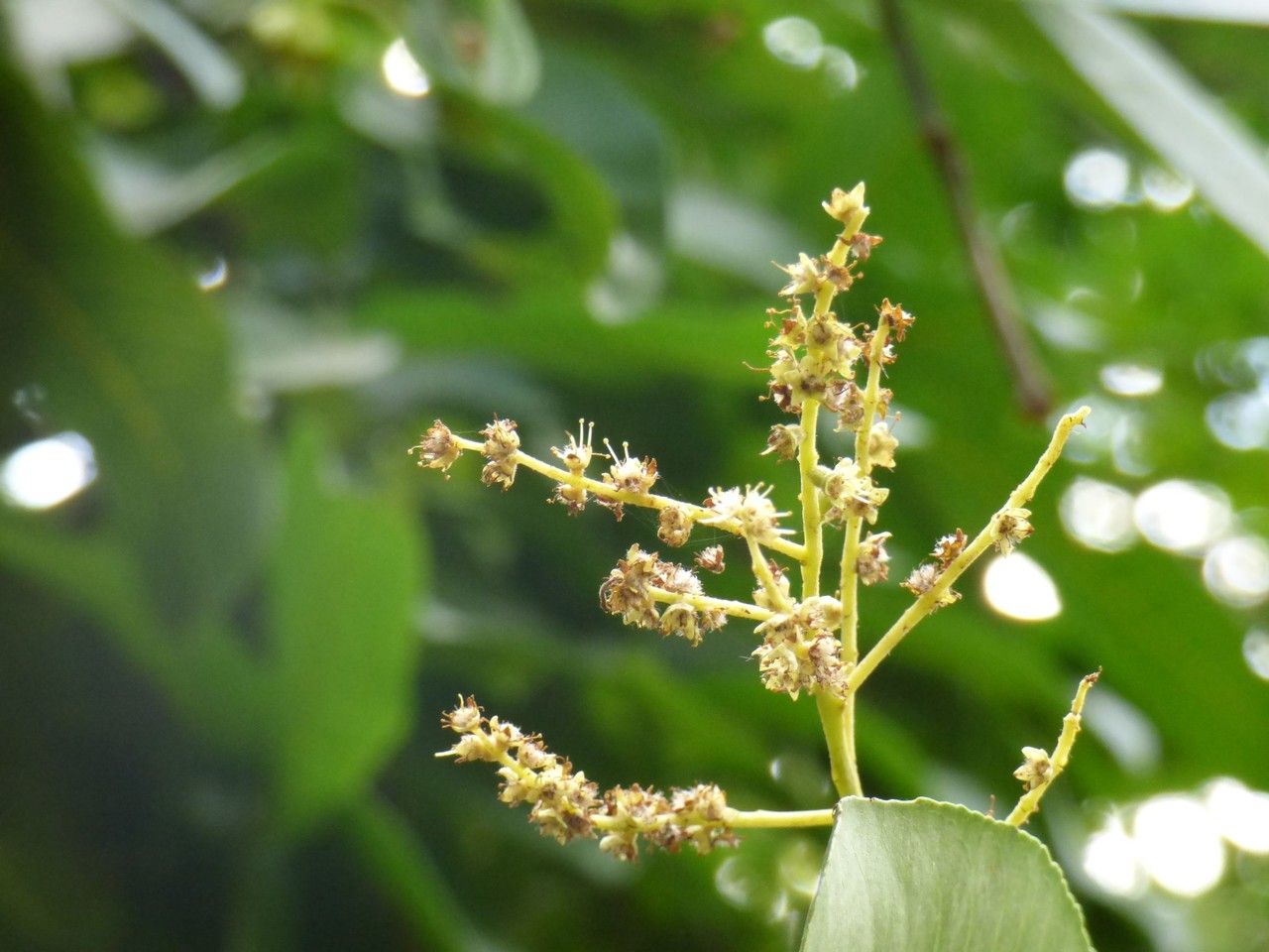 Terminalia arjuna flower