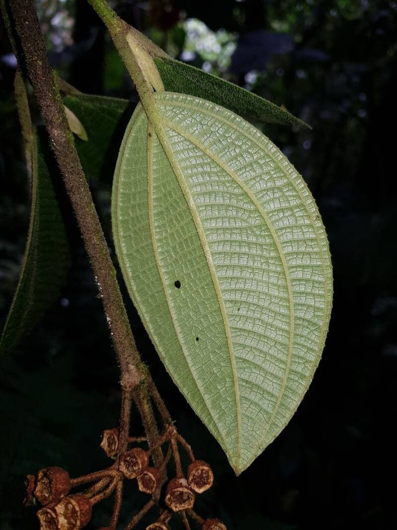 Meriania phlomoides — search result for 'Phlomoides'