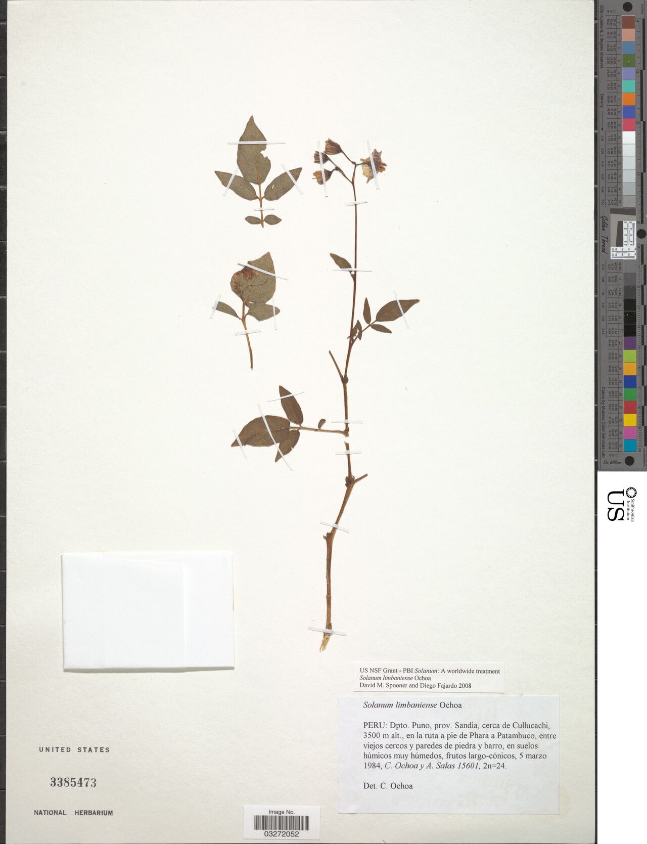 Solanum limbaniense — houseplant care guide