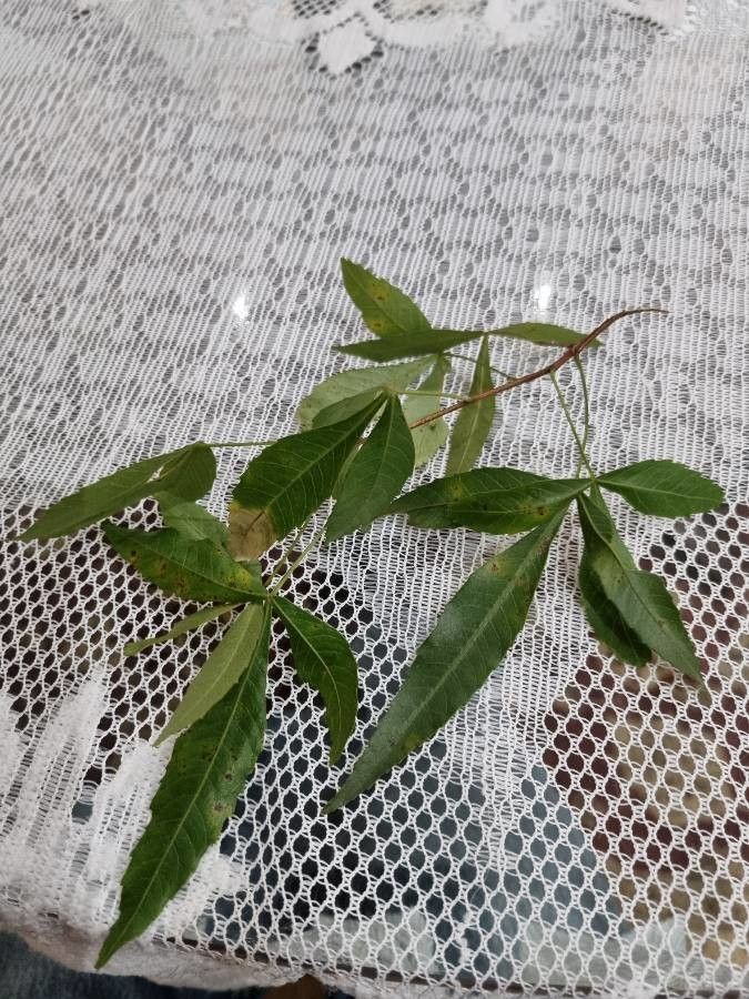 Searsia leptodictya leaf