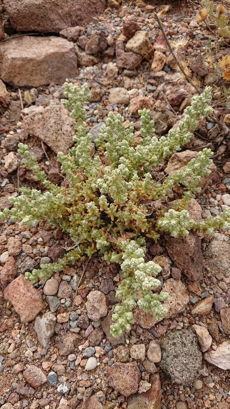 Teucrium charidemi flower