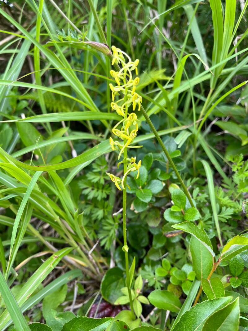 Platanthera tipuloides — search result for 'Platanthera'