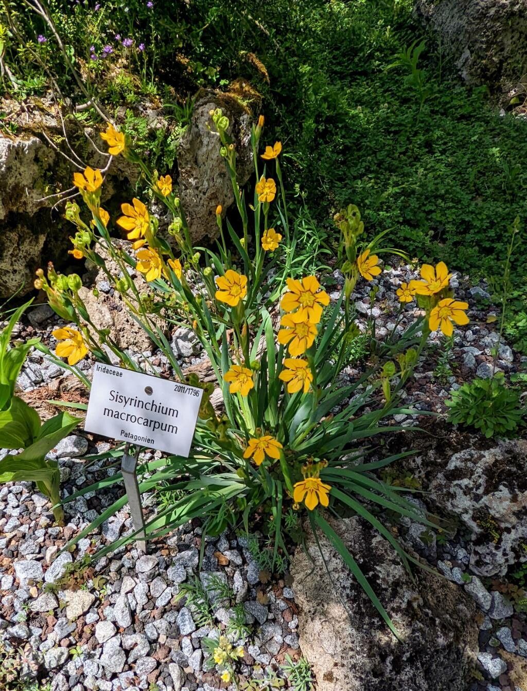 Sisyrinchium macrocarpum habit