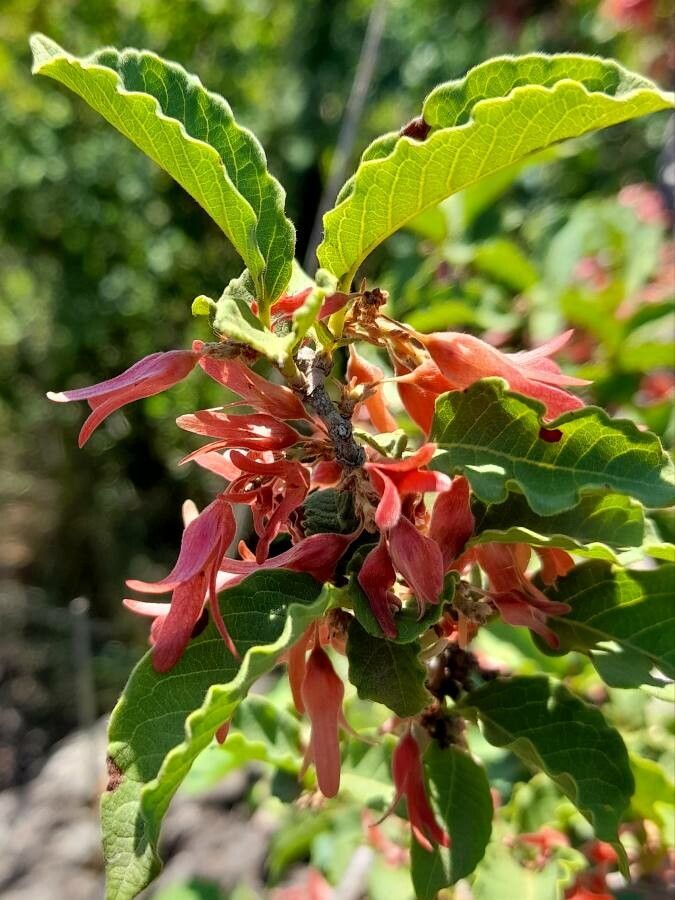 Ruprechtia apetala flower