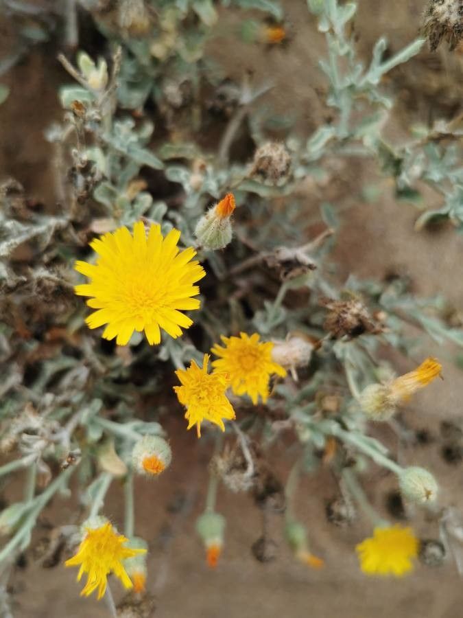 Andryala pinnatifida flower