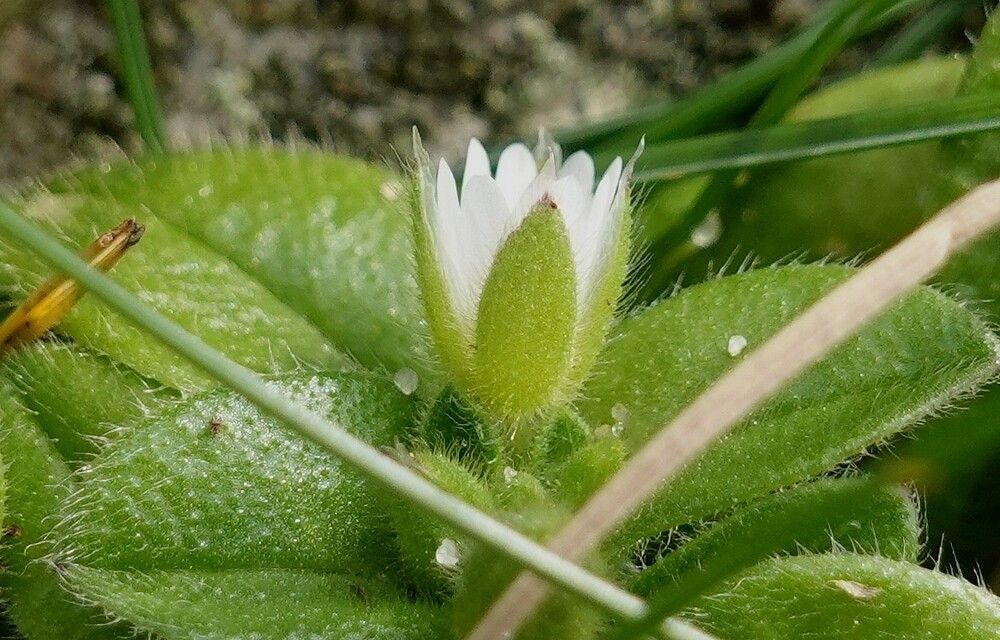 Cerastium semidecandrum flower