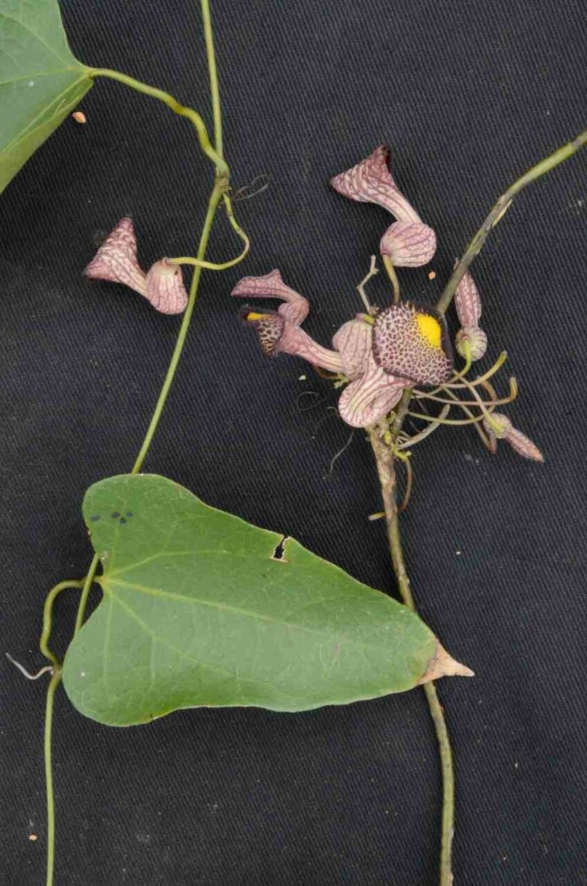 Aristolochia triangularis — search result for 'Aristolochia'