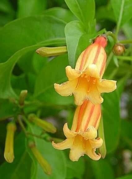 Hamelia cuprea — related species from the same genus