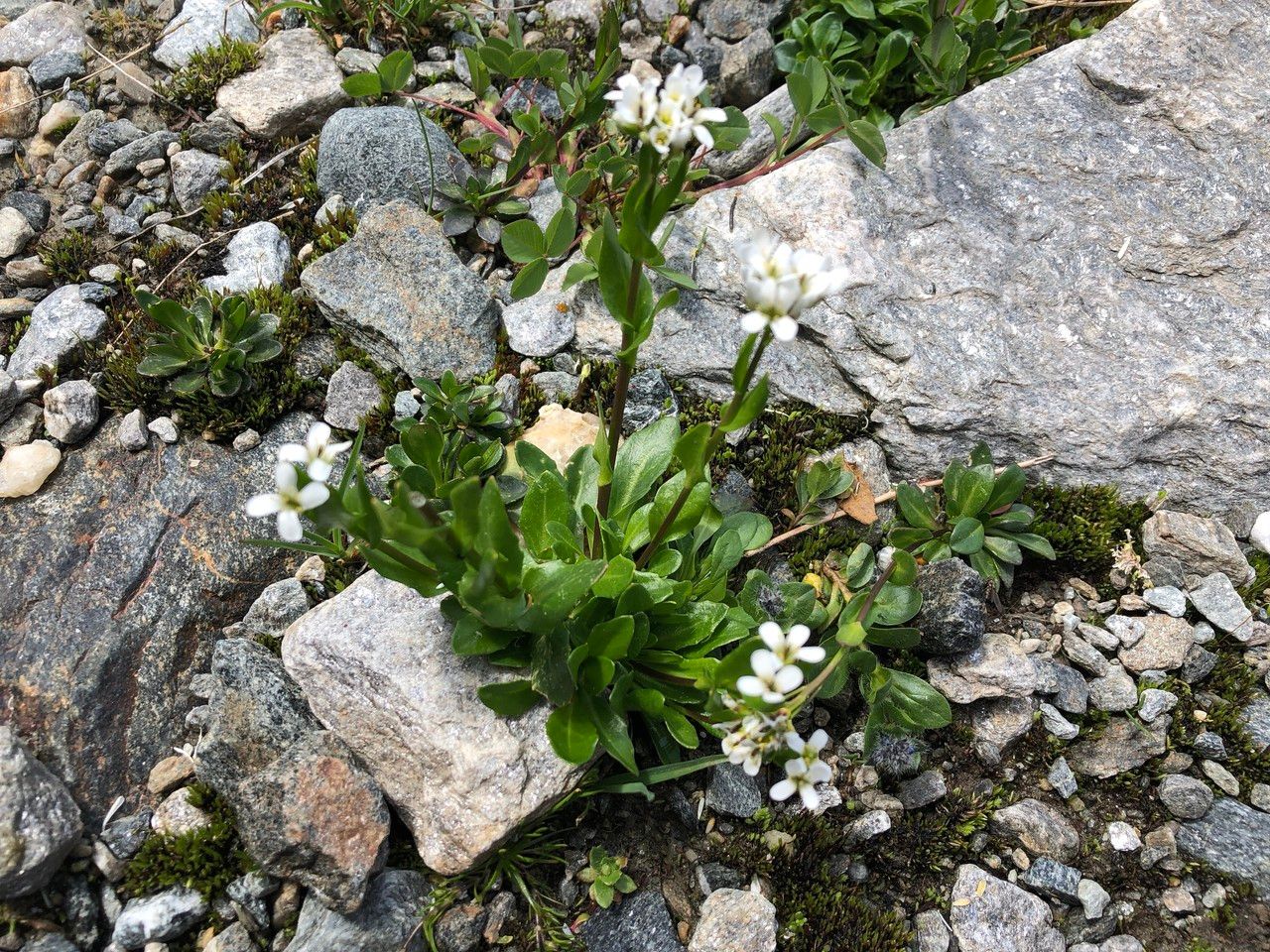 Arabis soyeri flower