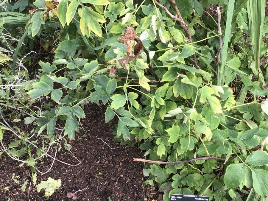 Paeonia rockii — houseplant care guide