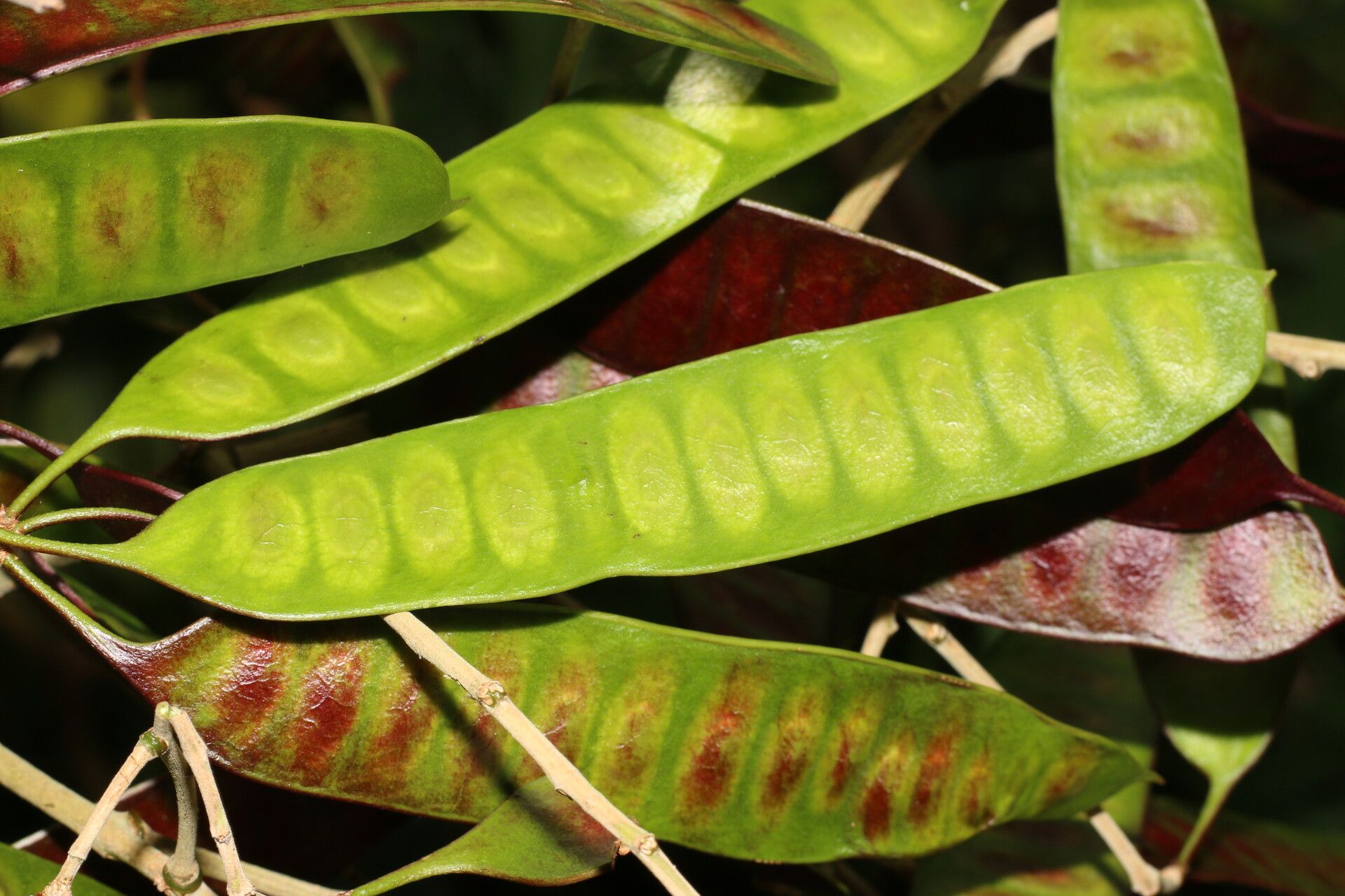 Leucaena multicapitula fruit