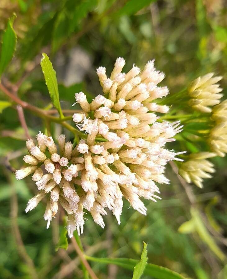Pluchea dodonaeifolia flower