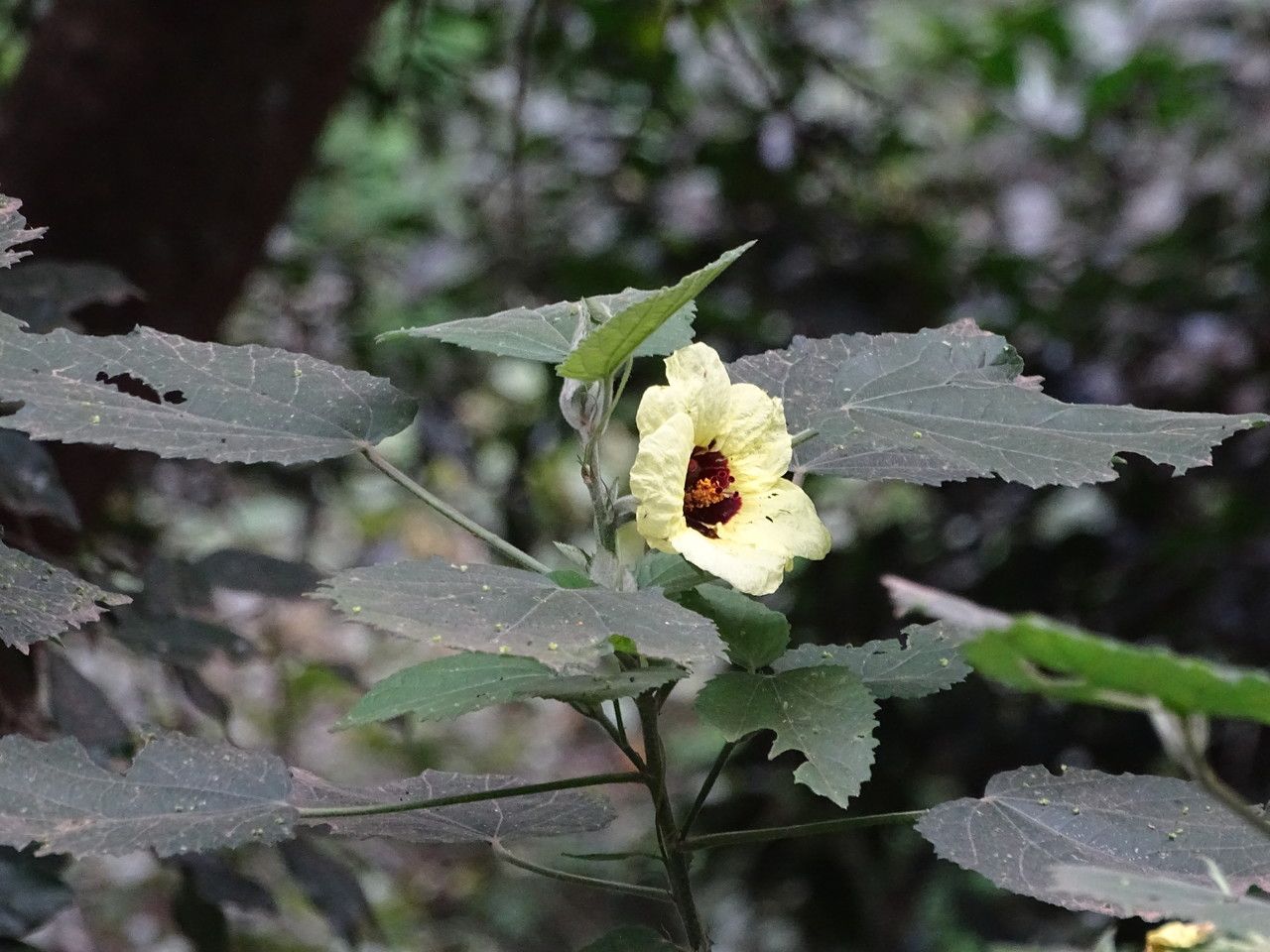 Hibiscus calyphyllus flower