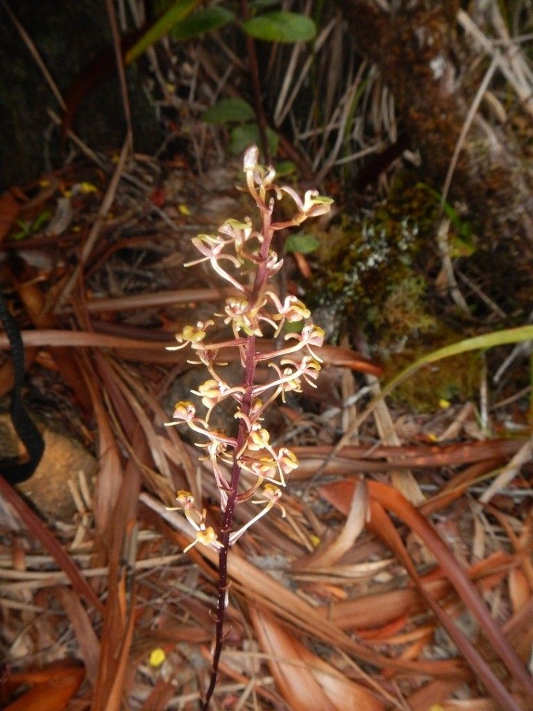 Liparis chalandei — houseplant care guide