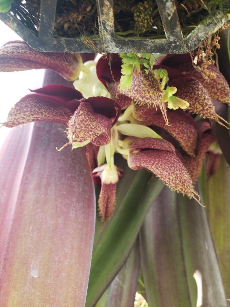 Bulbophyllum phalaenopsis flower