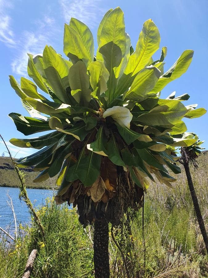 Dendrosenecio battiscombei habit
