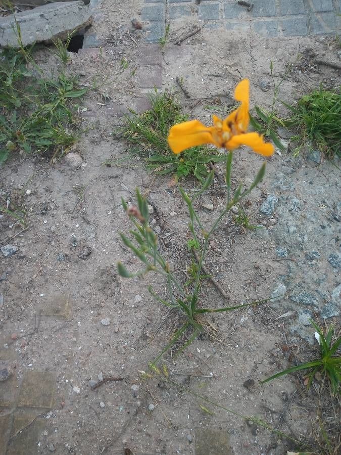 Cypella herbertii habit