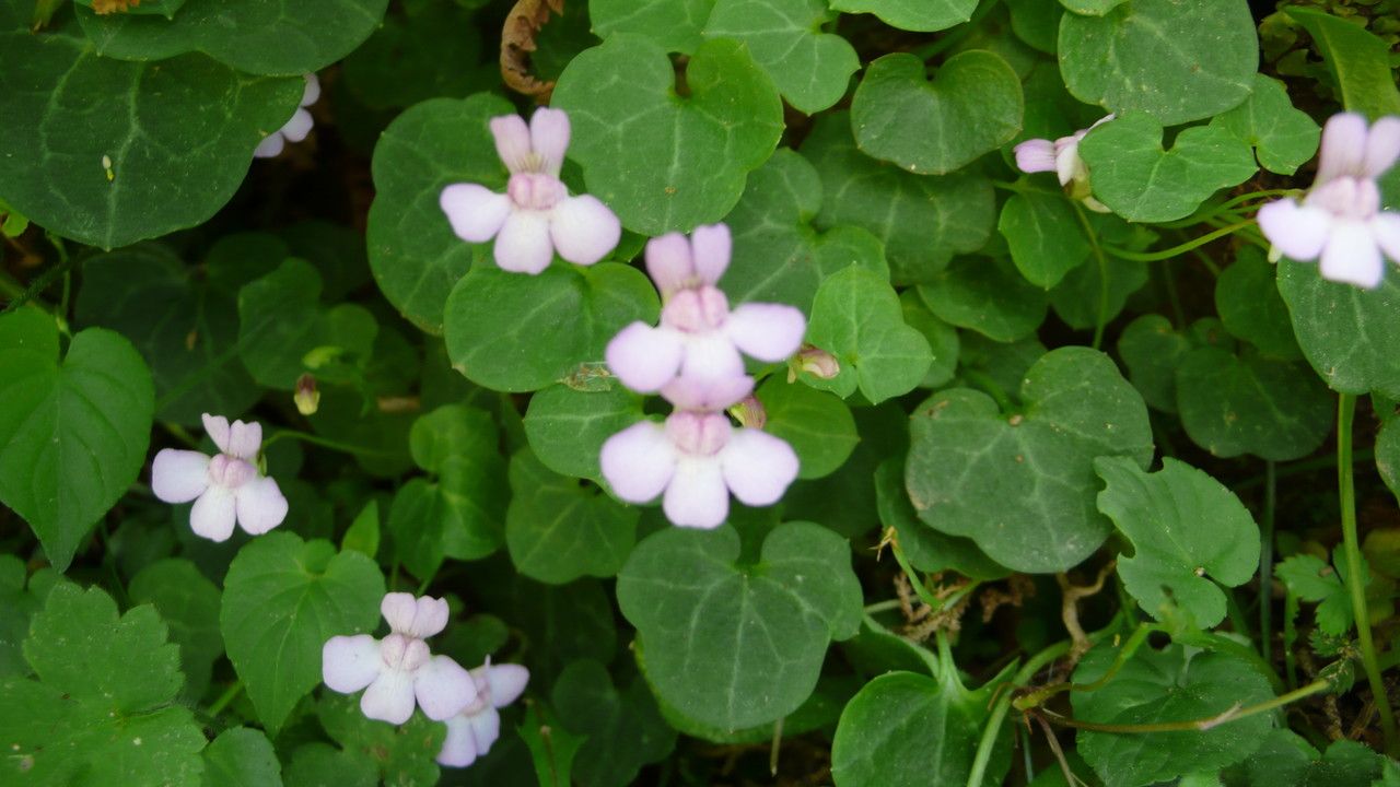 Cymbalaria hepaticifolia habit