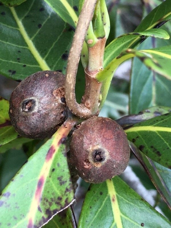 Guettarda glabrescens fruit