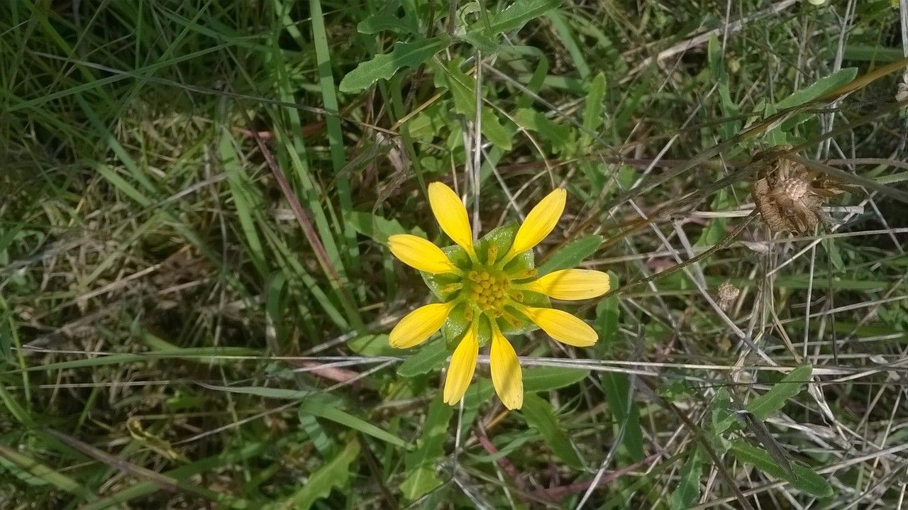 Tetragonotheca repanda — related species from the same genus