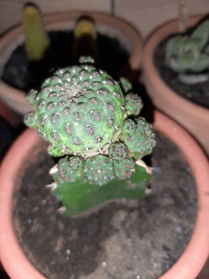 Rebutia canigueralii bark