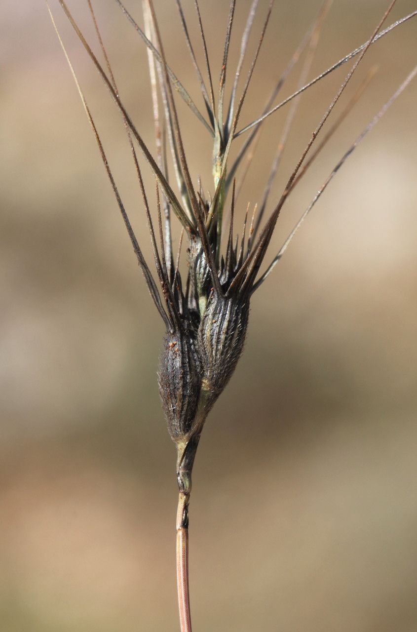 Aegilops biuncialis fruit