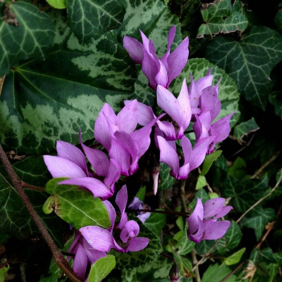 Cyclamen repandum flower