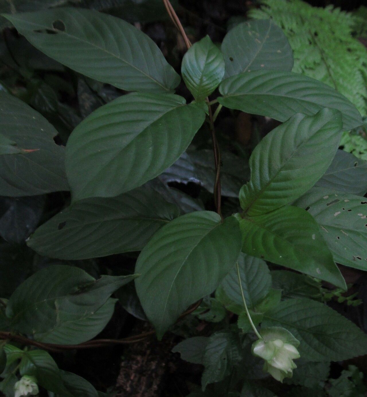 Sabicea calycina habit