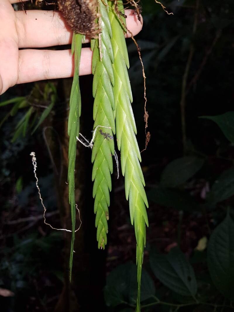 Lockhartia acuta — related species from the same genus