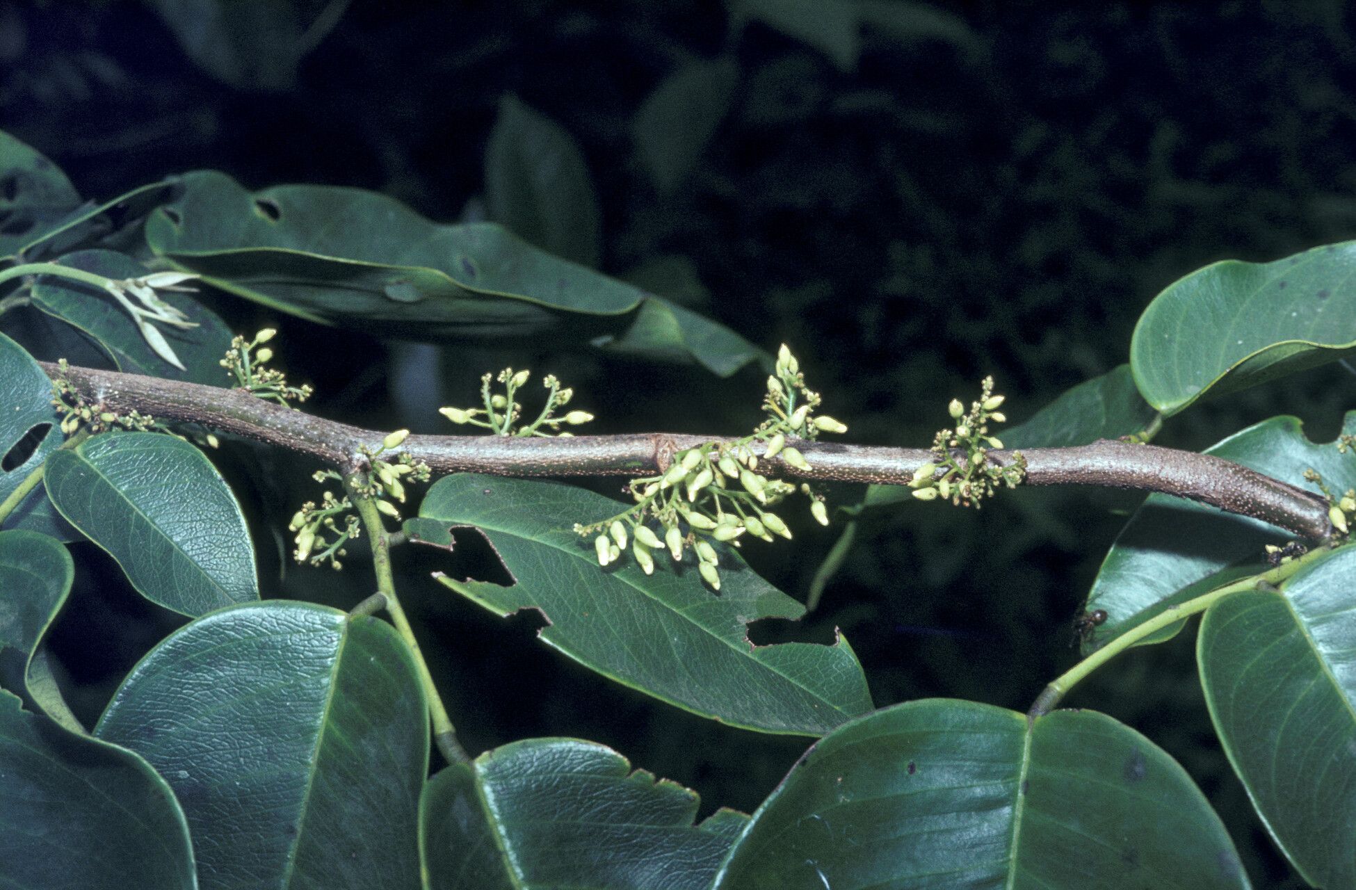 Dalbergia monetaria — search result for 'Dalbergia'