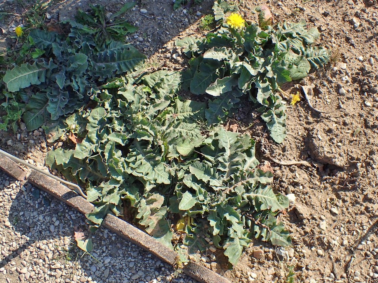 Taraxacum serotinum habit