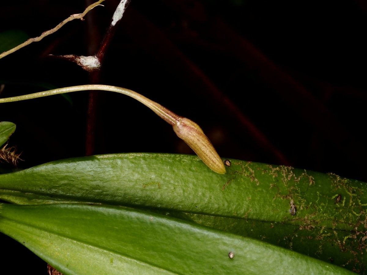 Bulbophyllum samoanum — search result for 'Bulbophyllum'