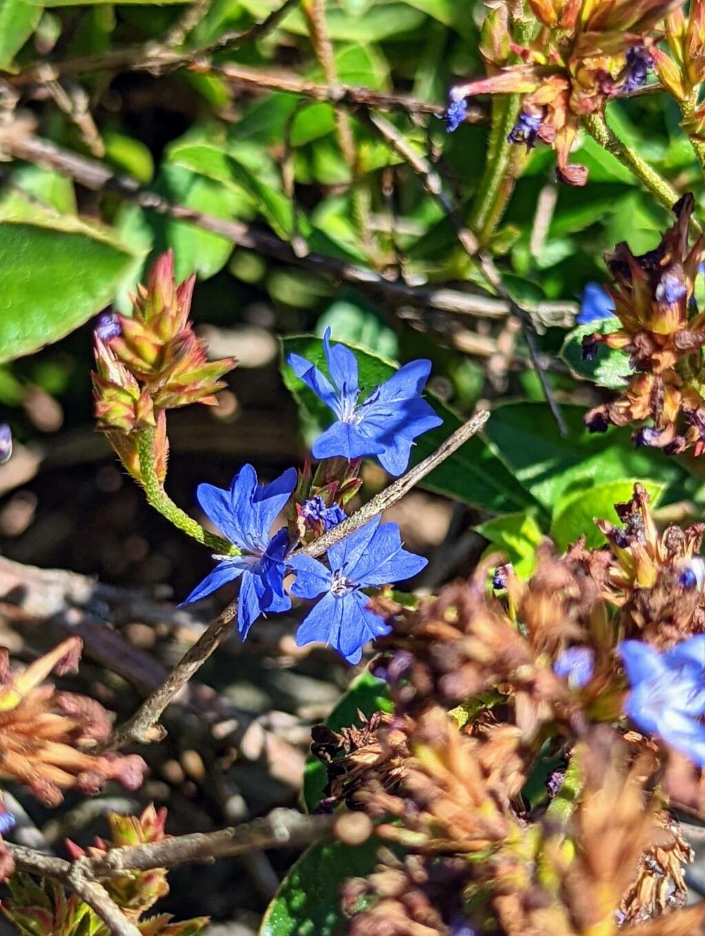 Ceratostigma minus flower