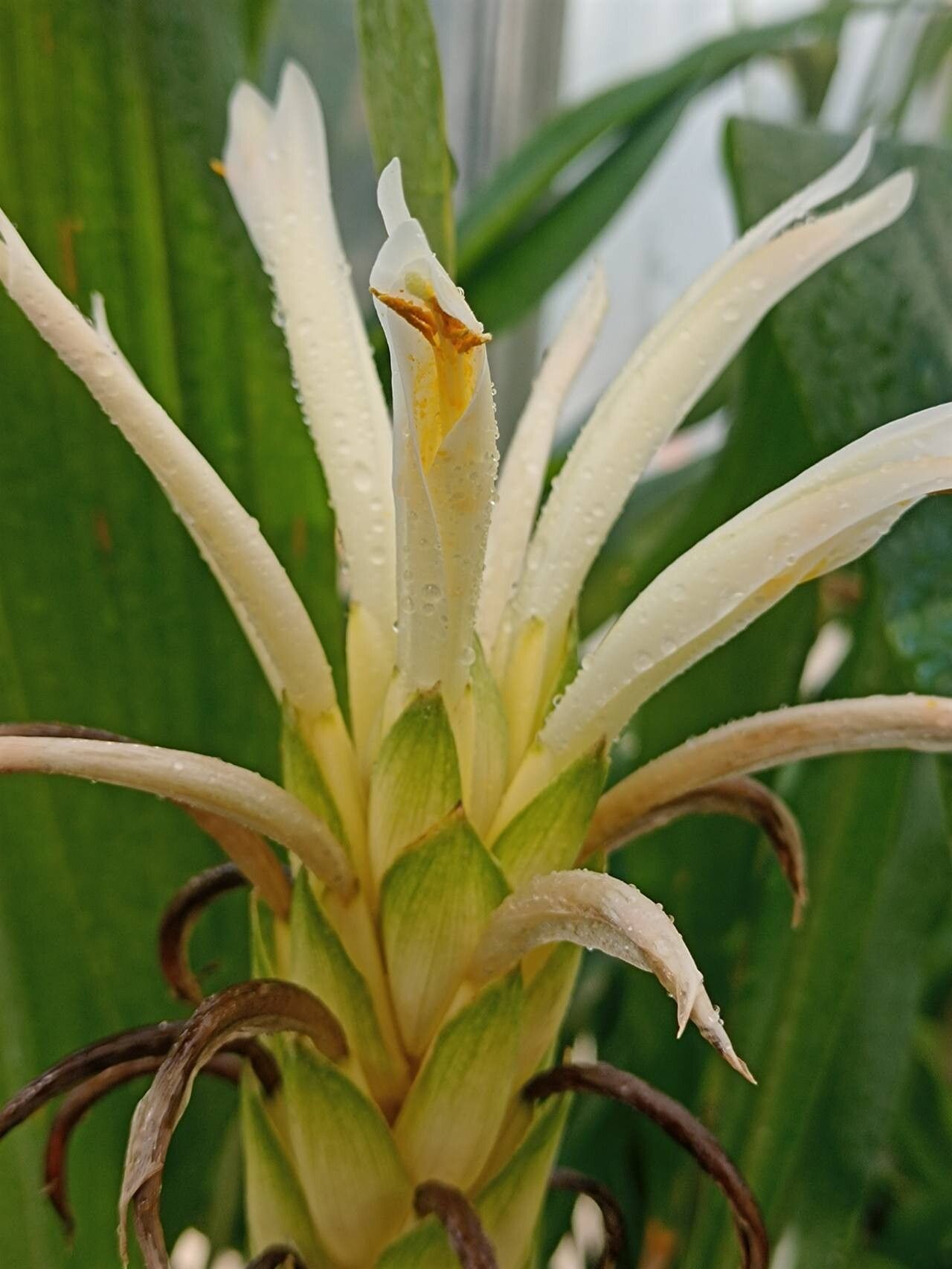 Pitcairnia altensteinii flower
