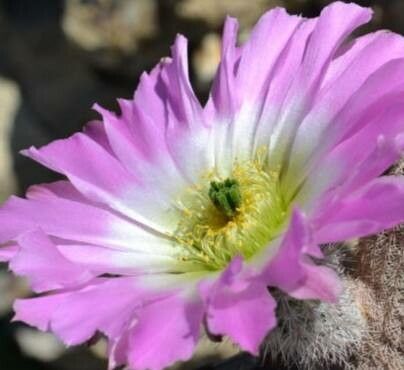 Echinocereus primolanatus flower