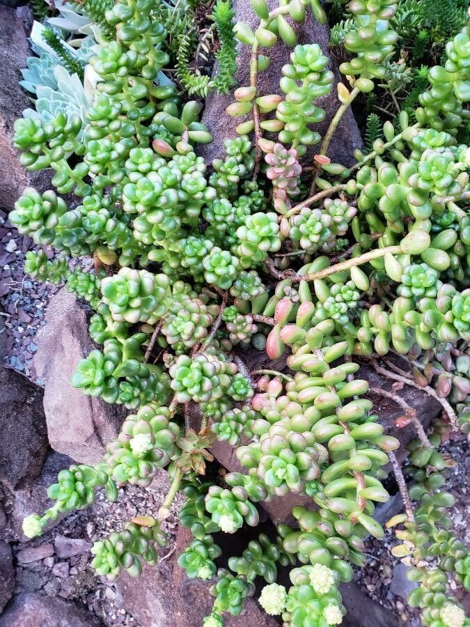 Sedum lucidum habit