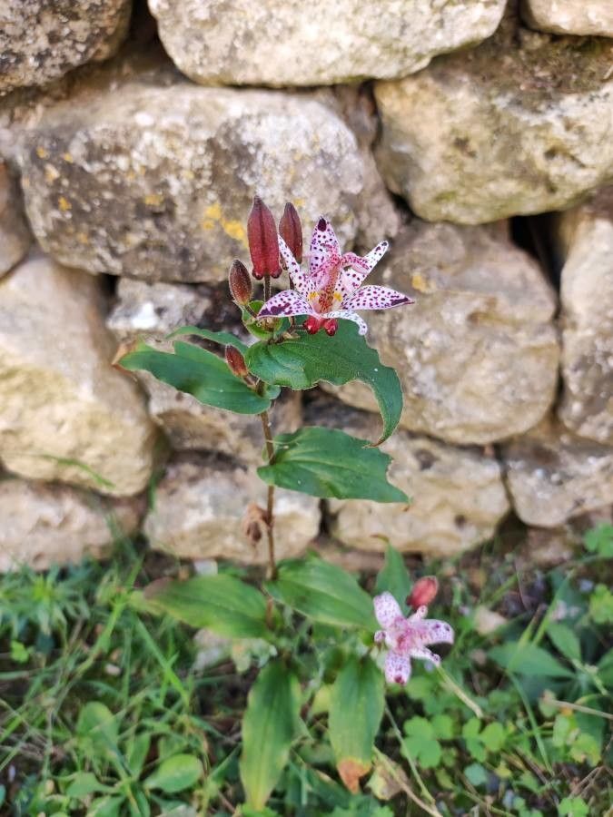 Tricyrtis hirta fruit