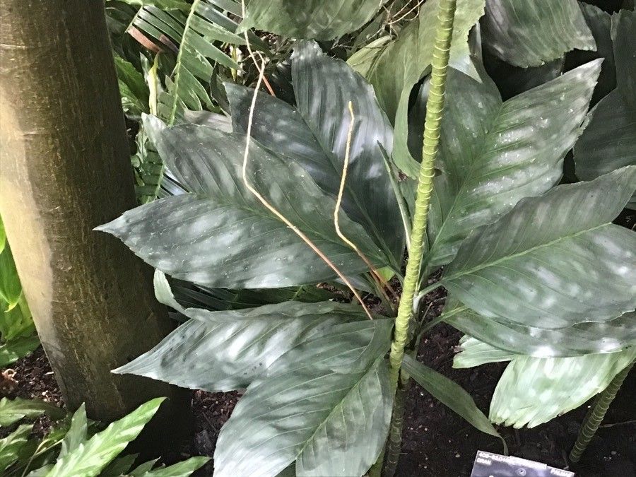 Chamaedorea metallica